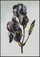 Pale Iris 5 x 7