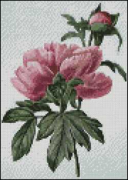 Chinese Peony 5 x 7 - Click Image to Close