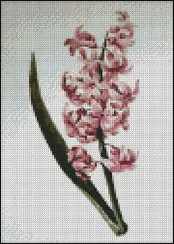 Oriental Hyacinth 5 x 7 - Click Image to Close