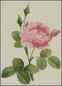 Pink Rose II 5 x 7 - Click Image to Close