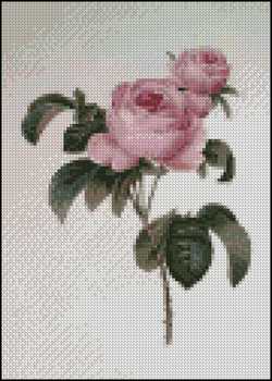 Rose 5 x 7 - Click Image to Close