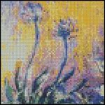 Agapanthus 4x4