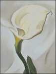 Calla Lily Turned Away