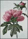 Chinese Peony 5 x 7