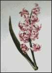 Oriental Hyacinth 5 x 7