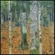 Birch Forest 4x4