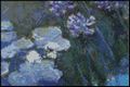 Waterlilies and Agapanthus 4x6