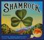 Shamrock