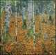 Birch Forest Birch Forest