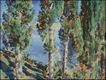Cypresses Cypresses